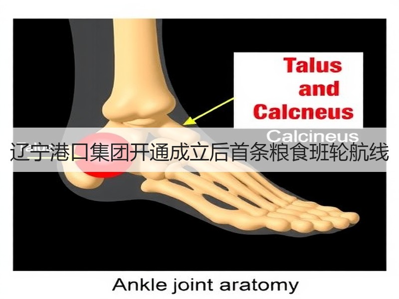 辽宁港口集团开通成立后首条粮食班轮航线