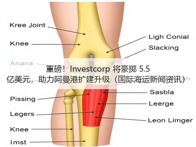 重磅！Investcorp 将豪掷 5.5 亿美元，助力阿曼港扩建升级（国际海运新闻资讯）(图1)
