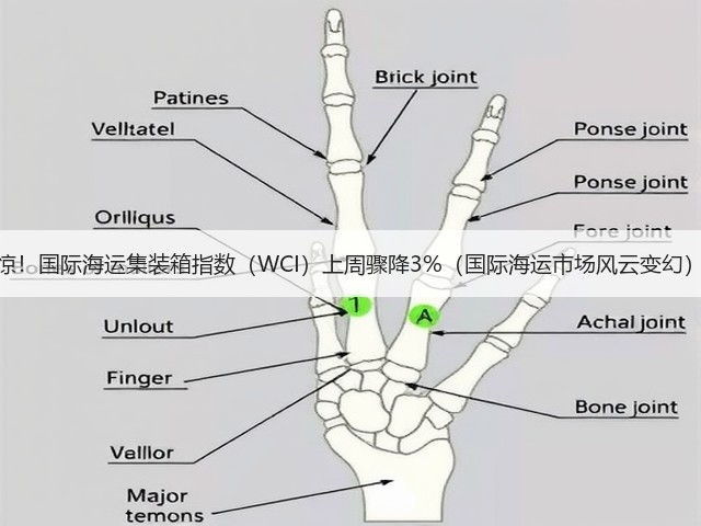 惊!国际海运集装箱指数(WCI)上周骤降3%(国际海运市场风云变幻)(图2) 惊!国际海运集装箱指数(WCI)上周骤降3%(国际海运市场风云变幻)(图2)